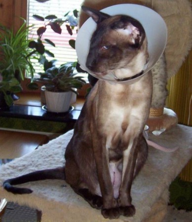 Prince efter operation